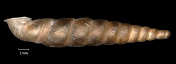 Media type: image;   Malacology 167098 Aspect: lateral